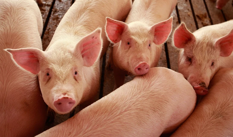 Woda w żywieniu świń: wzmaga mleczność, apetyt i przyrosty