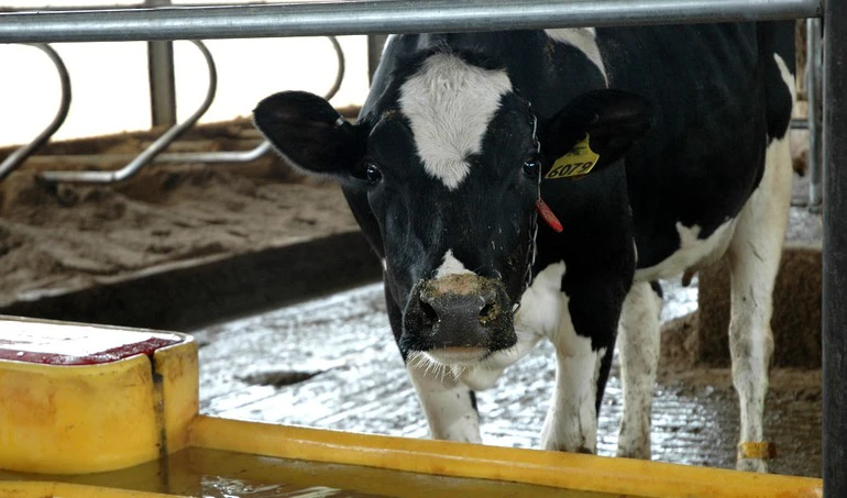 Kiedy i ile wody potrzebują krowy, aby dawały dużo mleka?