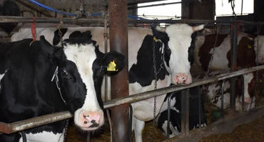 Lex Bielmlek: rolnicy dostaną niższe rekompensaty za odstawione mleko niż im obiecano