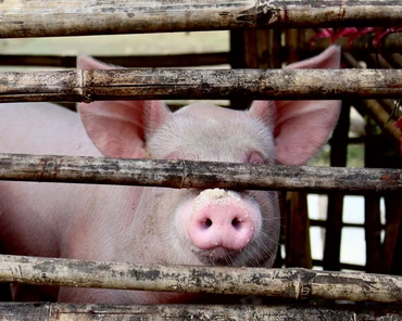 Jakie są ceny bydła i świń w punktach skupu w połowie lipca 2021?