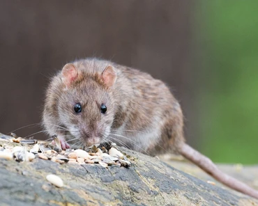 Czy szczury mogą przenosić wirusa ASF?