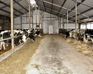 Jak rolnicy z Mazowsza wykorzystali dotacje unijne na modernizację gospodarstwa mlecznego?