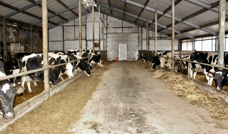 Jak rolnicy z Mazowsza wykorzystali dotacje unijne na modernizację gospodarstwa mlecznego?