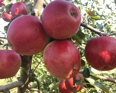 Jak zwalczać parcha jabłoni w sadzie ekologicznym?
