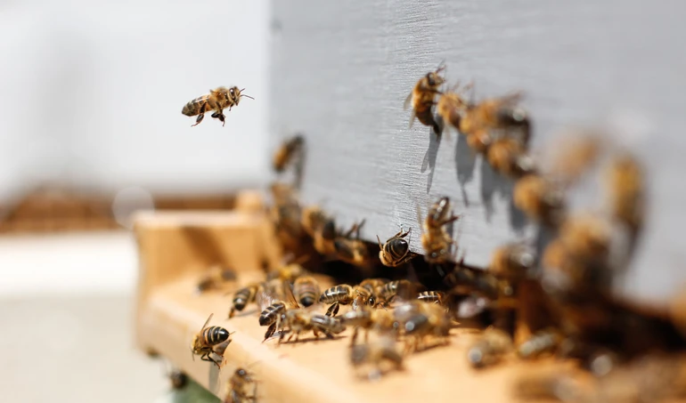 Miliony pszczół padło pod Turkiem. Prokuratura bada dlaczego