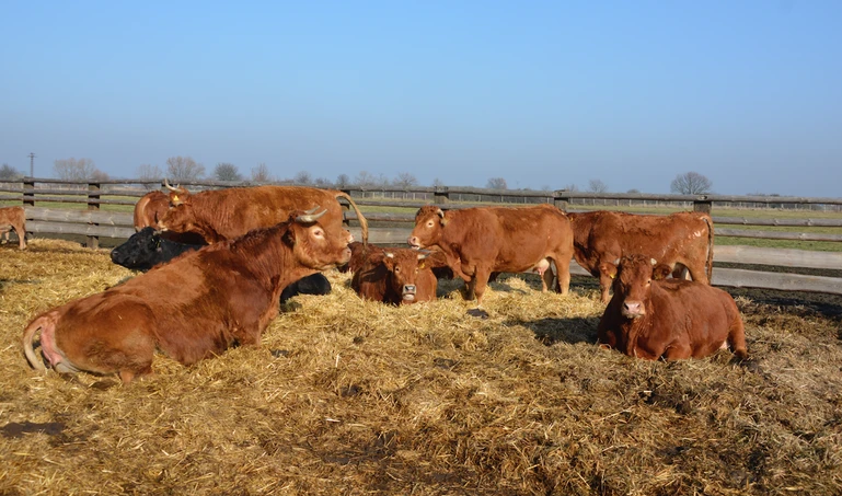 Hodowla bydła mięsnego będzie się rozwijać mimo spadku cen?