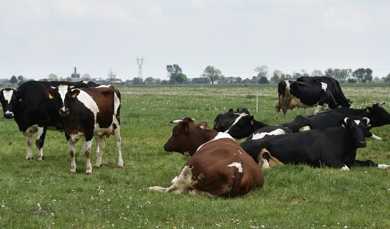 Niewykorzystany potencjał polskiej hodowli bydła
