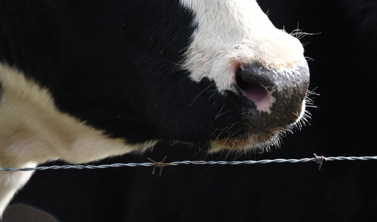 Fonterra – jak zmieniły się ceny produktów mlecznych?