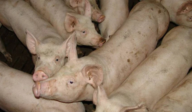 Czy rolnicy hodujący świnie dostaną pomoc od rządu?