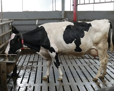 Ile litrów wody dziennie powinna wypić wysokowydajna krowa mleczna?