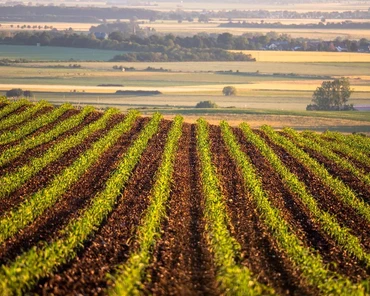 Nowe odmiany kukurydzy na 2020 – jakie mają cechy?