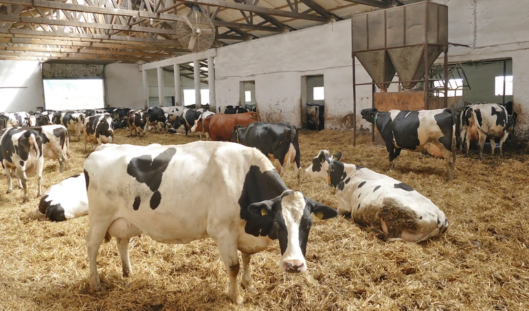 Jak wspomóc metabolizm krowy po wycieleniu?
