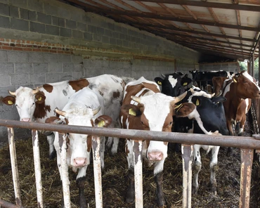 Jak zmiana utrzymania na wolnostanowiskowy wpłynęła na rozród, zdrowie i mleczność krów?