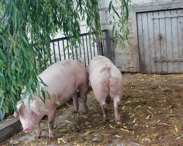ASF zaatakował gospodarstwa hodujące świnie w Niemczech