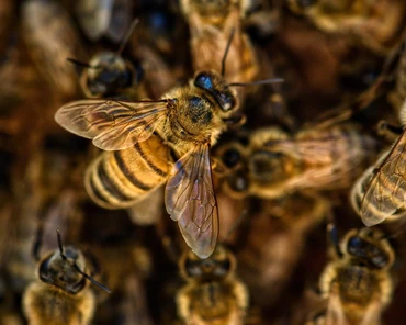 Czy pszczoły będą wykrywać COVID-19?