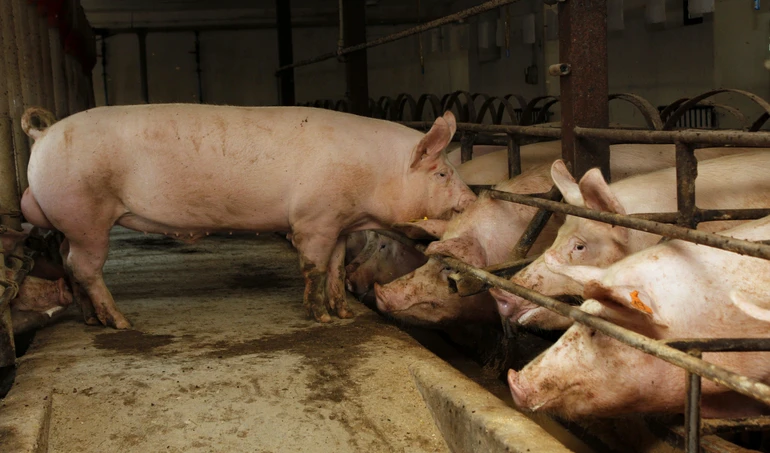 Żywienie świń: jak żywić zwierzęta przeznaczone do rozrodu?