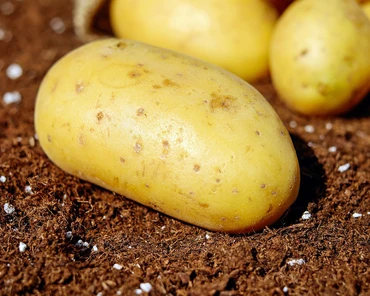 Ziemniaki średnio wczesne - Lista Zalecanych Odmian
