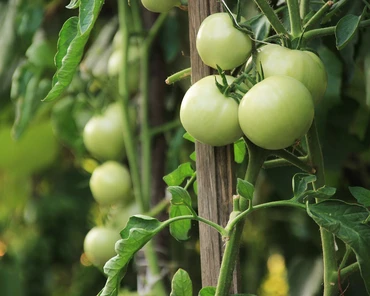 Jak wyhodować pomidory jak marzenie w swoim ogródku?