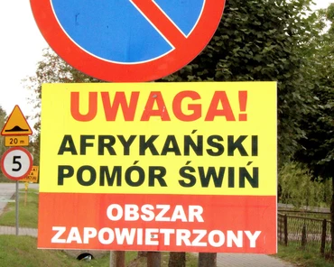 ASF zagraża nie tylko Polsce. To już globalny problem