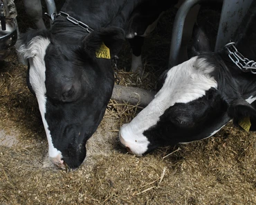 Jak w żywieniu krów mlecznych zastąpić soję śrutą rzepakową? Sprawdź prosty przelicznik