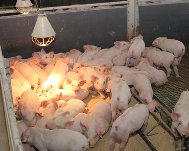 Likwidacja produkcji świń postępuje w ciszy