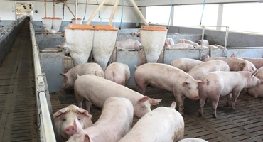 Katastrofa. ASF w zagłębiu trzody w Wielkopolsce. 70 tys. świń w strefie