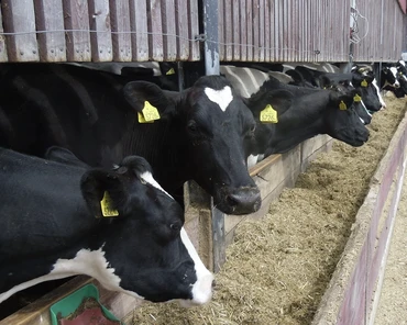 Pogoń za wydajnością krów nie zawsze idzie w parze z dochodowością gospodarstwa