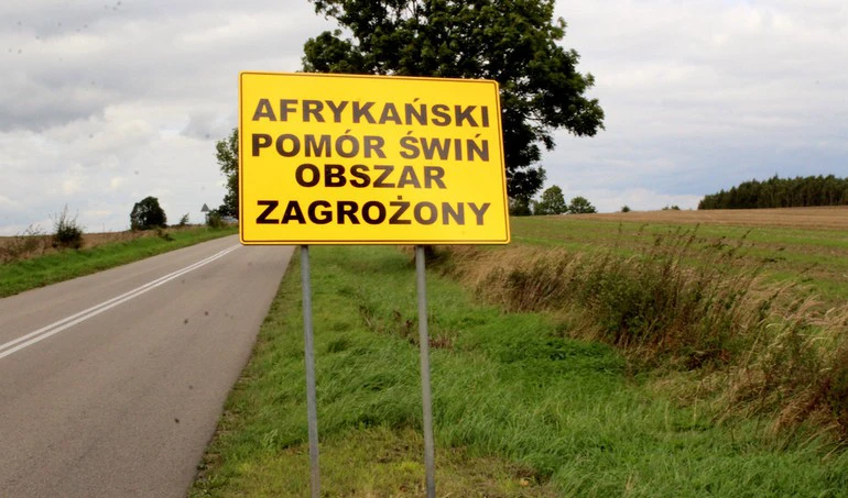 ASF już dotarł do Wielkopolski? Padłe dziki znalezione pod Czarnkowem