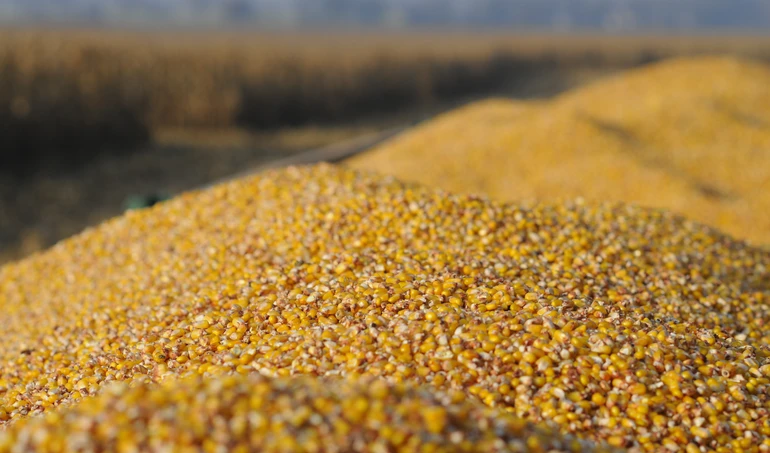 Czy cen kukurydzy będą rosły czy raczej spadać?