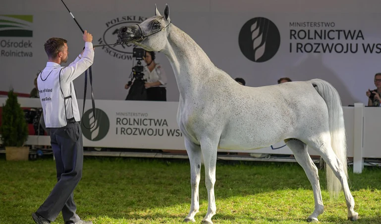 Pride of Poland 2021. Za ile sprzedano konie na aukcji w Janowie Podlaskim?