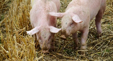 Obniżenie pH pozwoli na lepsze wykorzystanie paszy przez świnie
