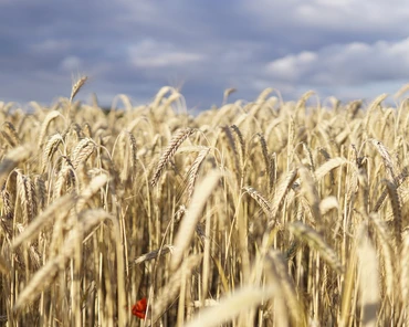 O co zadbać w przedsiewnym nawożeniu zbóż?