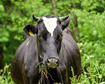 Zieloni chcą zakazu promocji mleka i mięsa. Co na to fundusze promocji żywności?