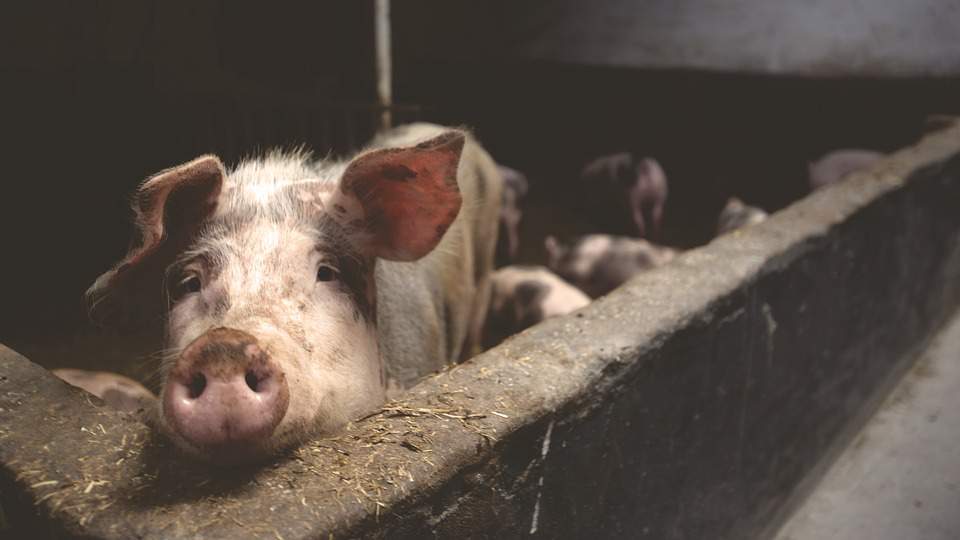 Pomoc z ARiMR dla hodowców, którzy nie będą mogli utrzymywać świń