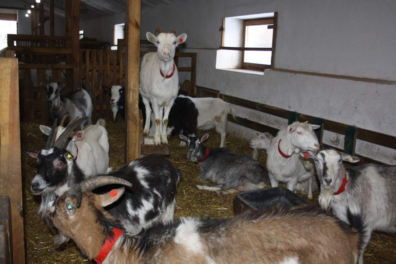 W zabudowaniach po niegdysiejszym kołchozie jest utrzymywanych około 500 kóz, głównie rasy alpejskiej i saaneńskiej