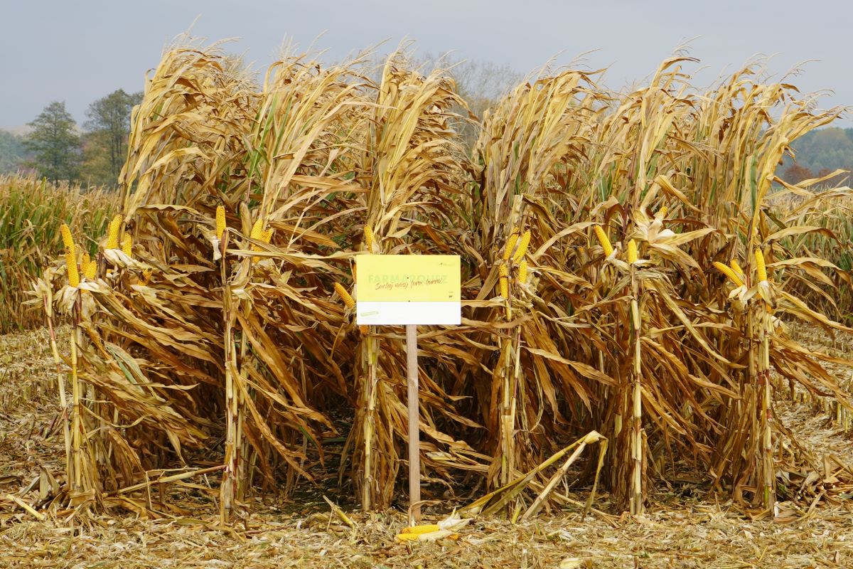 Odmianą wzorcową doświadczenia w Michowicach był mieszeniec Farmueller, ale najwyższy plon 11,85 t/ha na sucho (14%) uzykał Farmoritz