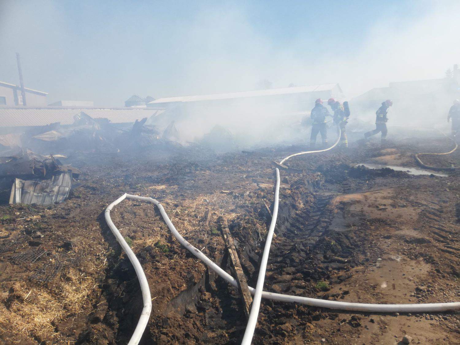 3 tys. norek spłonęło żywcem na fermie pod Krotoszynem