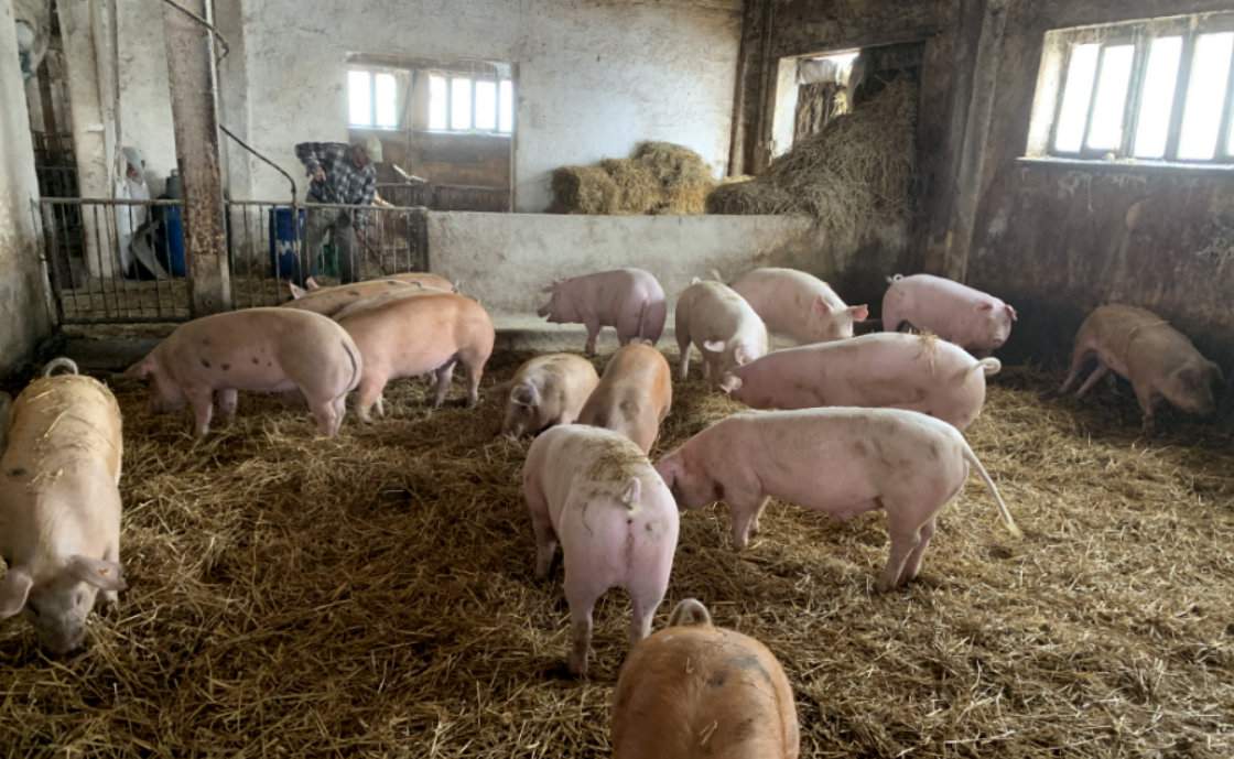 Wszystkie świnie w gospodarstwie Henryka Lesińskiego są utrzymywane na ściółce
