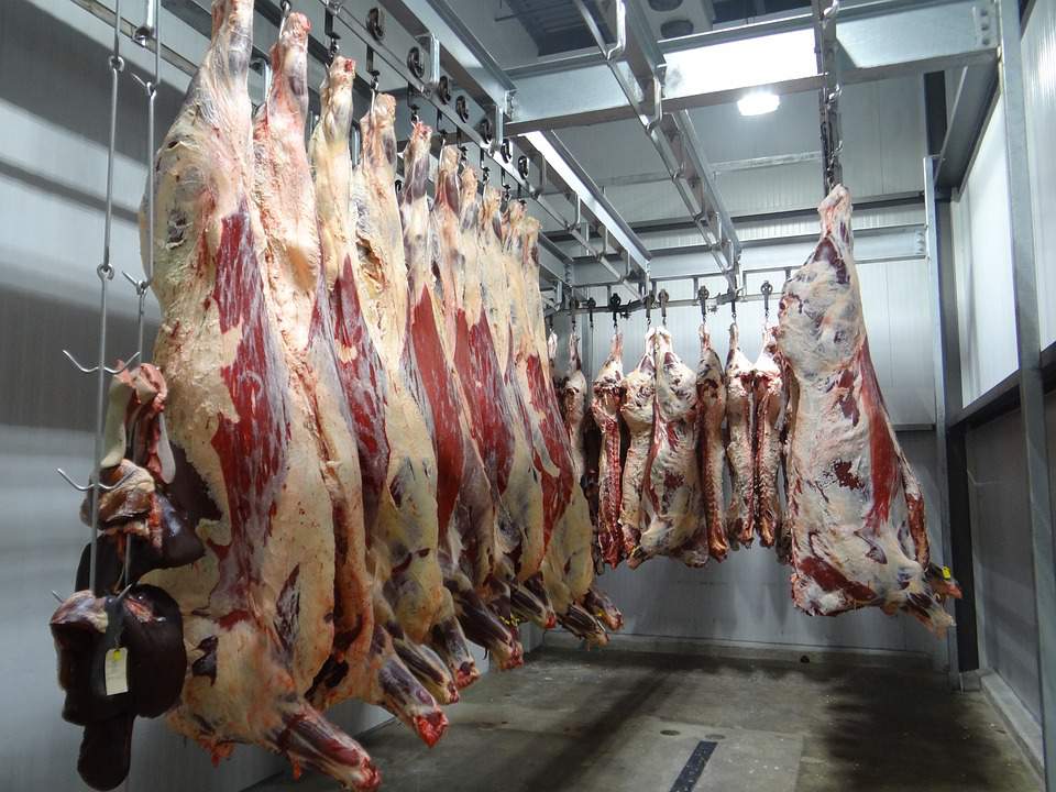 560 000 ton wołowiny rocznie jest produkowanych w Polsce przy czym ok 85% jest eksportowanych 