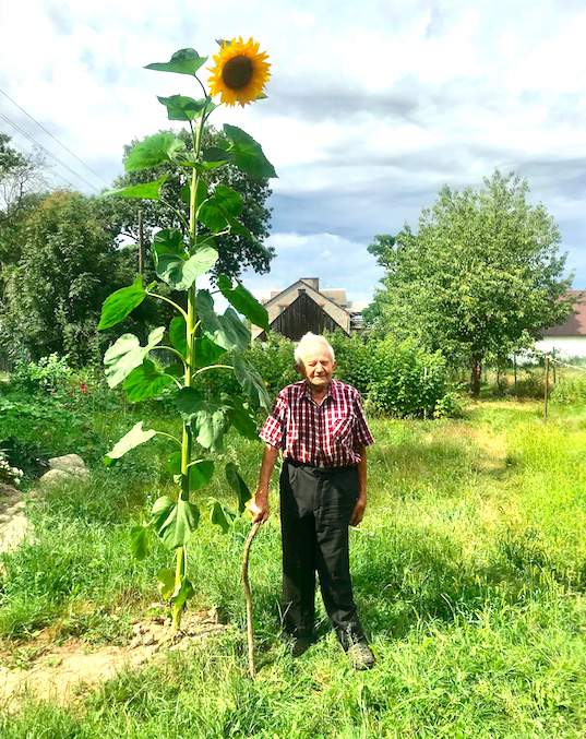 97-letni rolnik i 3-miesięczny słonecznik