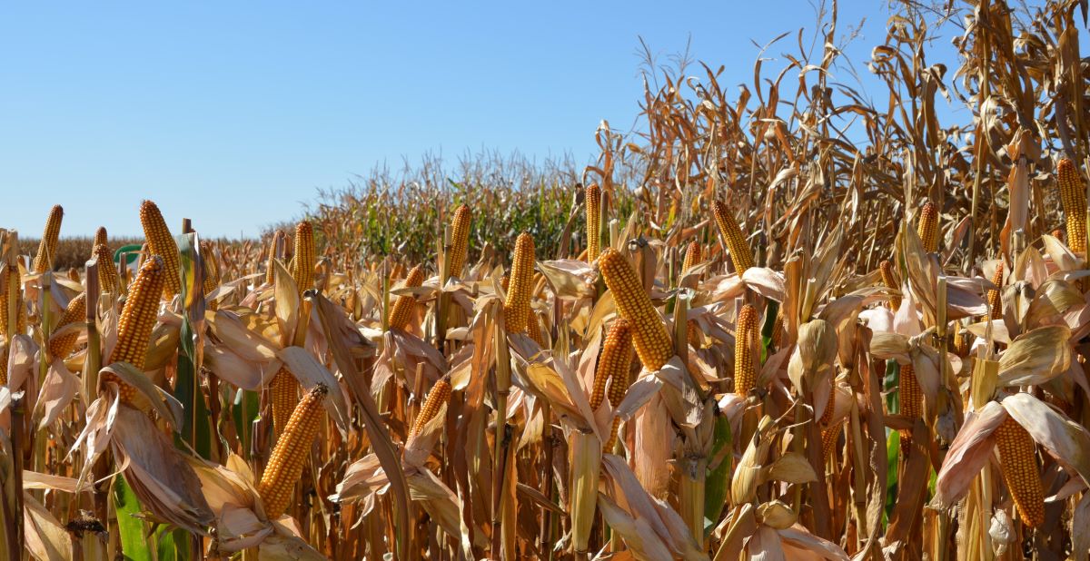 W hodowli kukurydzy postęp nie ustaje. Przyzwyczailiśmy się już do tego, że jej uprawa na ziarno jest możliwa w całym kraju. Mniej więcej od dwóch sezonów są na naszym rynku dostępne wczesne odmiany z typowym ziarnem dent i prawdopodobnie na takie postawi wielu rolników w bieżącym sezonie. Powód jest oczywisty: cechują się szybkim oddawaniem wody (dry down), przez odpowiednią wczesność można je już uprawiać w całym kraju i po zbiorze dają szansę na terminowe zasiewy pszenicy ozimej