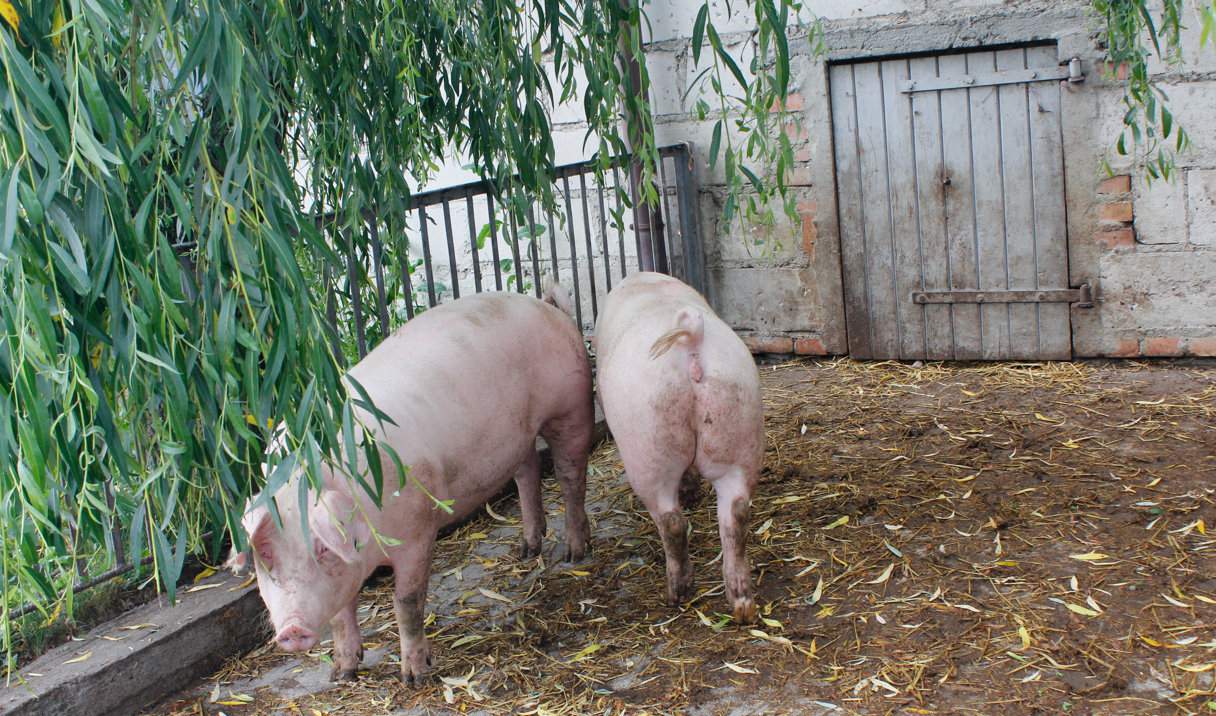 W Niemczech wirus ASF pojawił się między innymi w gospodarstwie ekologicznym, w którym świnie mogły korzystać z wybiegu