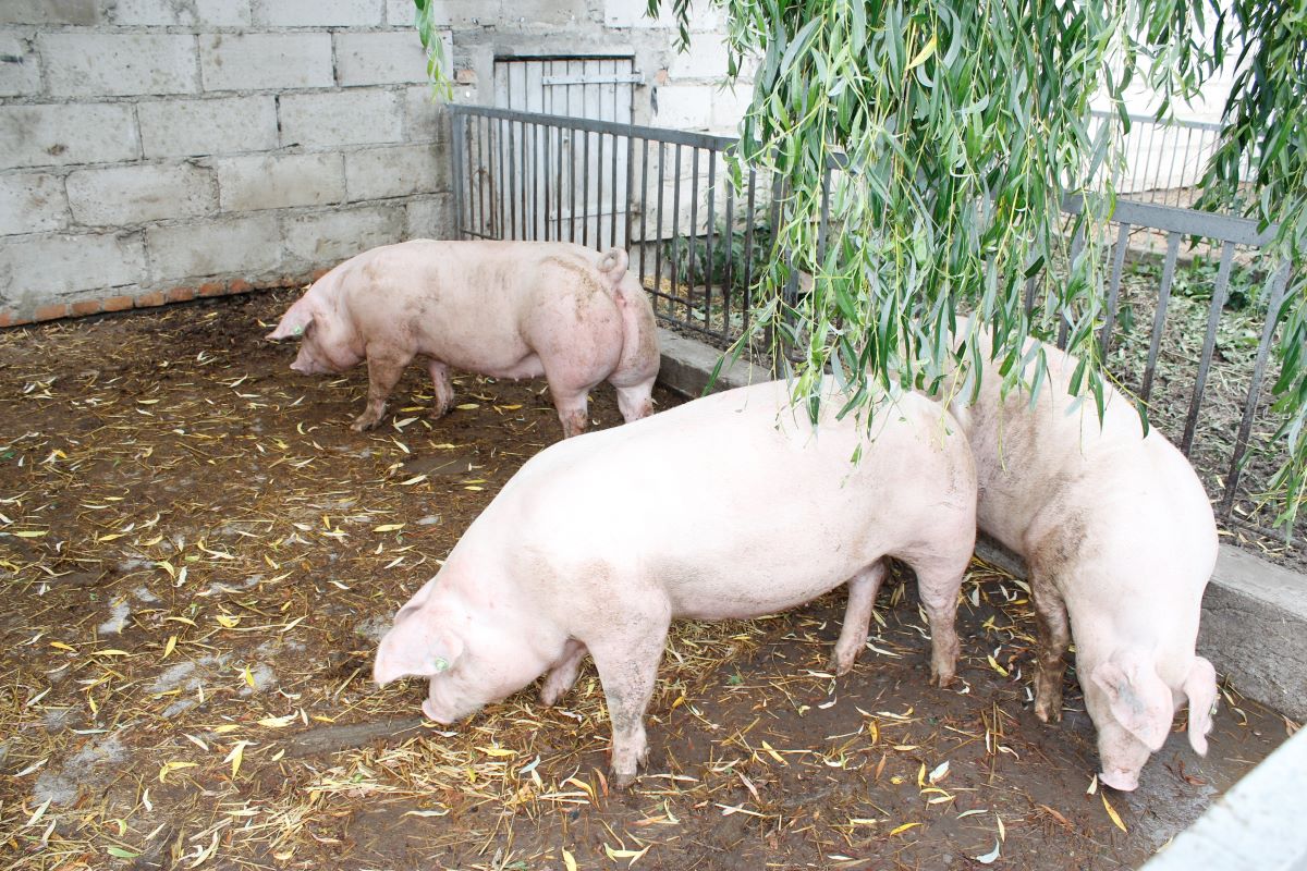Ognisko stwierdzone w południowej części Niemiec przy granicy z Francją wystąpiło w gospodarstwie, w którym świnie były utrzymywane na wybiegu