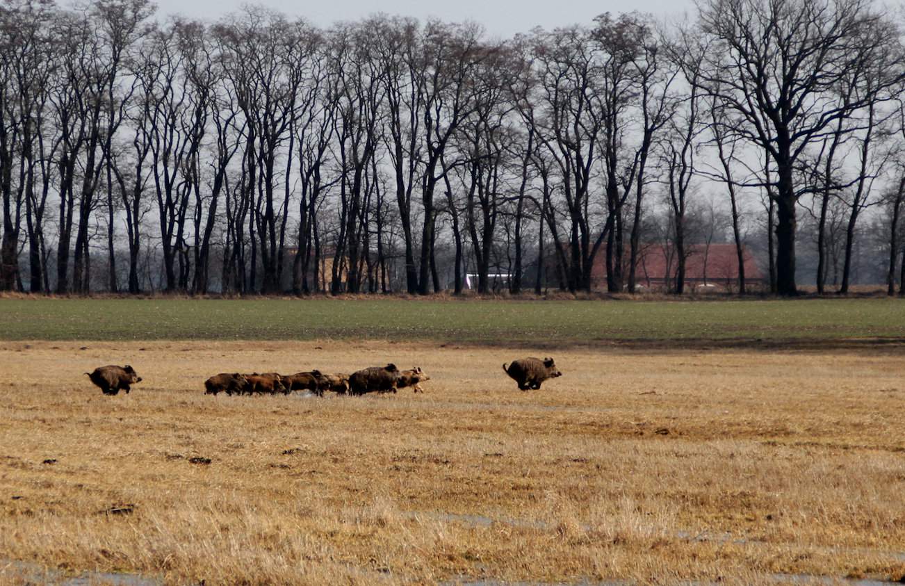 Afrykański pomór świń jest wykrywany u dzików na nowych obszarach zarówno w Polsce, jak i w Niemczech
