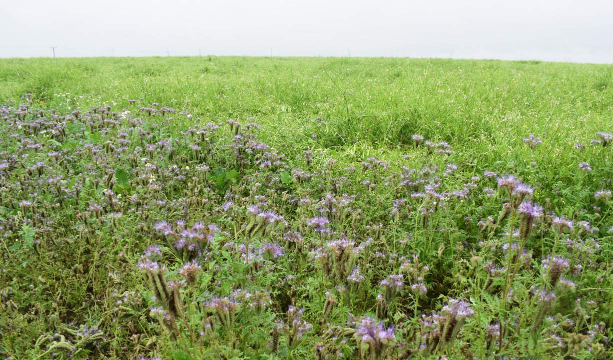 W Drogoszach na 40 ha znajduje się 7 upraw, z których pozyskiwany będzie materiał siewny do biologizacji. Pierwsze mieszanki poplonowe wysiane zostaną jeszcze w tym roku przed plonem głównym
