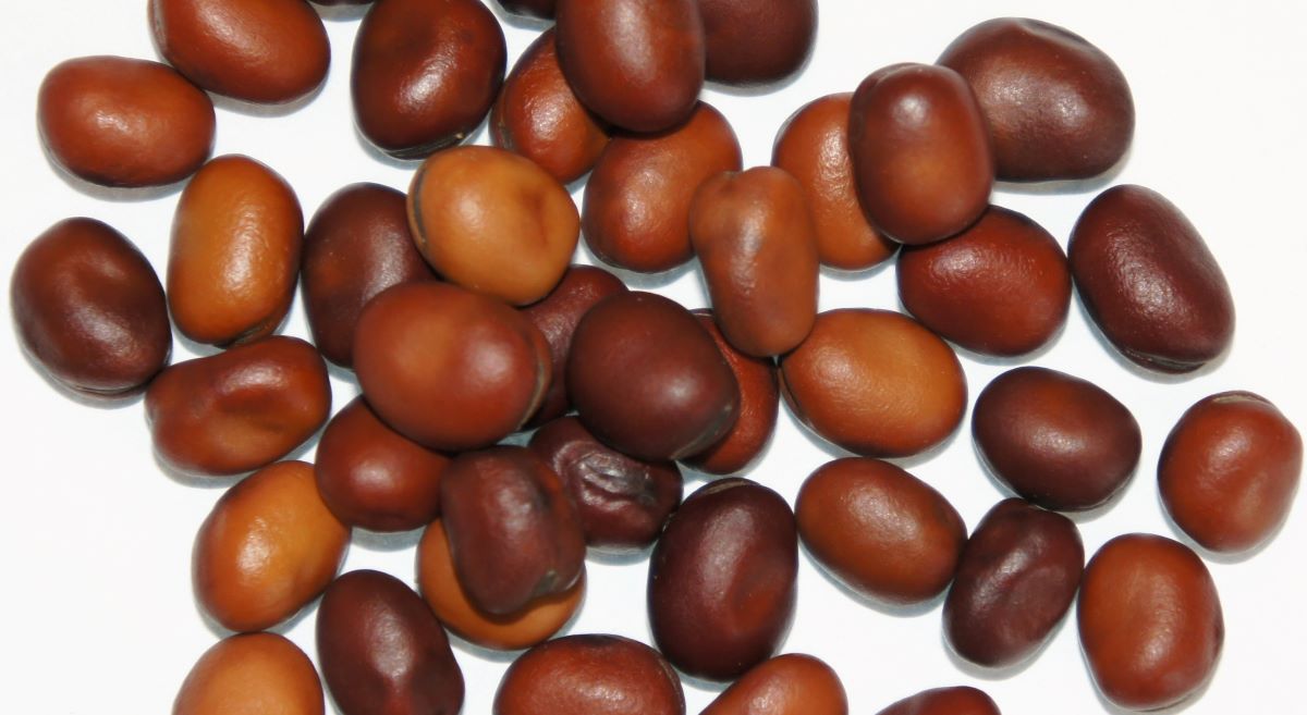 Nasiona bobików zawierają w suchej masie 28,5–30,5% białka ogólnego i 8,6–10,2 włókna surowego. Oznaką obniżonej zawartości taniny jest jasna barwa nasion