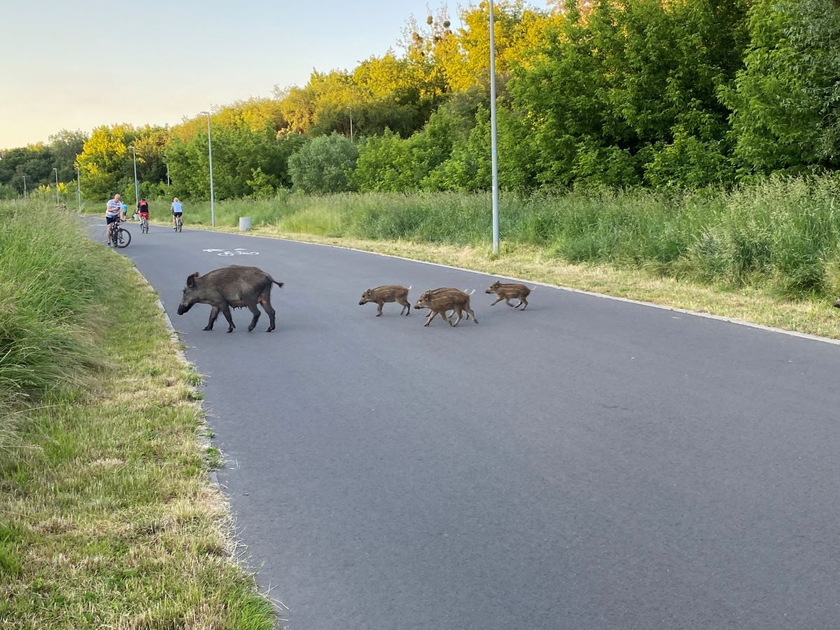 Dziki spacerujące na terenach zielonych w Poznaniu i okolicach już od dawna nie są dla mieszkańców miasta niczym zaskakującym