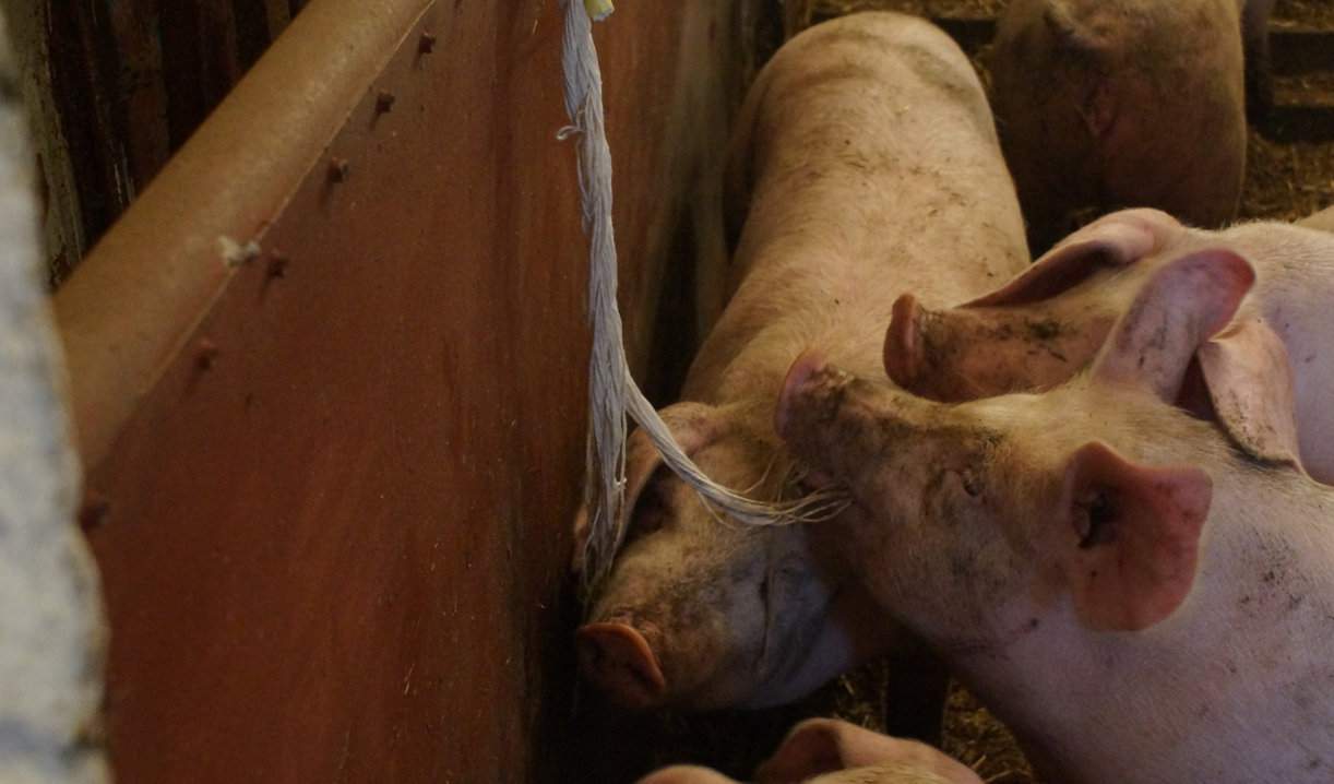 Do diagnostyki grypy można wykorzystywać płyn ustny zebrany ze  sznura, który służy świniom do żucia