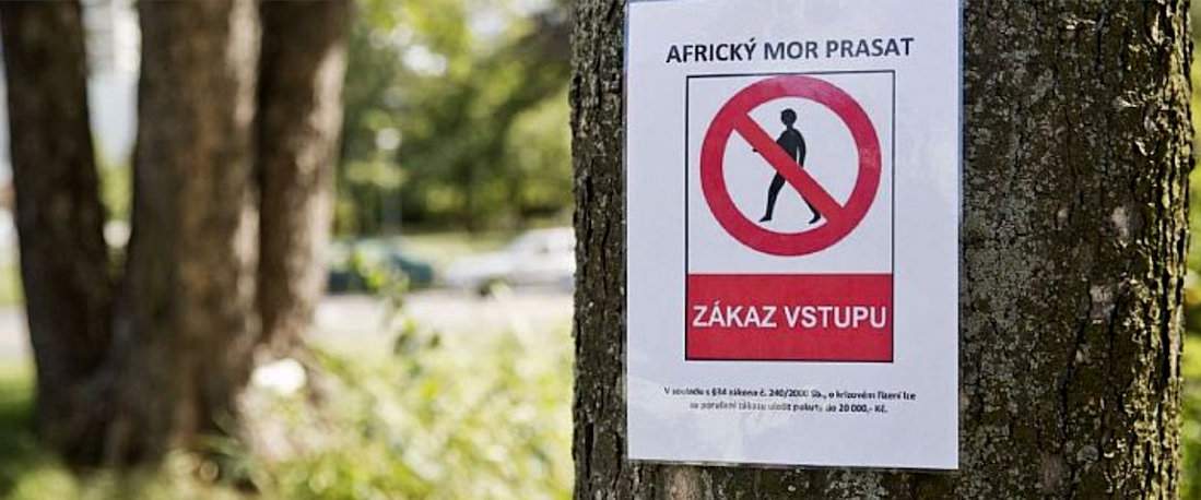 W Czechach dzięki odgrodzeniu strefy i masowym polowaniom udało się powstrzymać rozprzestrzenianie się ASF