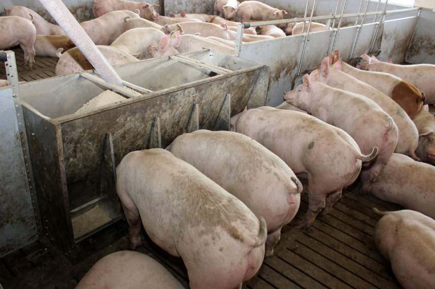 Pasza to element produkcji budzący obawy jako źródło w przenoszeniu wirusa afrykańskiego pomoru świń